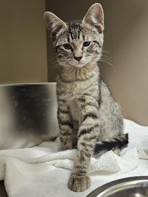 Eclora - Domestic Short Hair