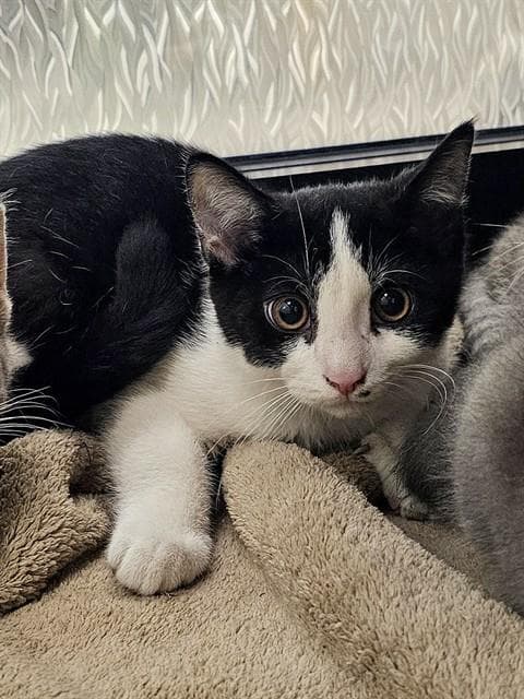 Rustin - Domestic Short Hair