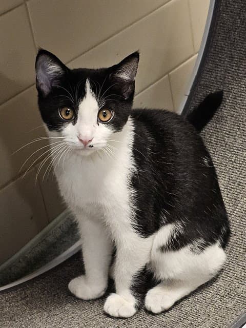 Rustin - Domestic Short Hair