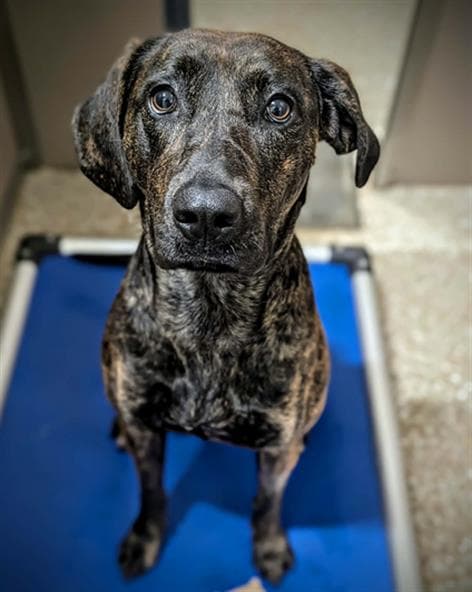 Henny - Plott Hound