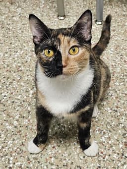 Cat Fish image 1
