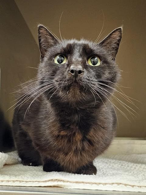 Lily - Domestic Short Hair