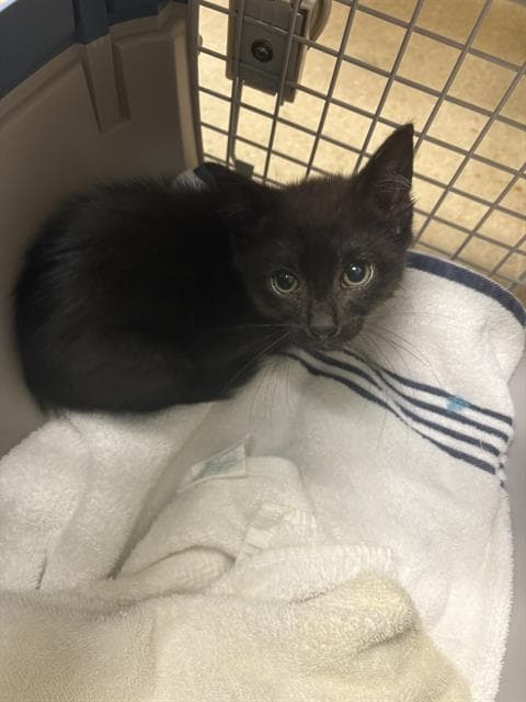 Rachie - Domestic Short Hair