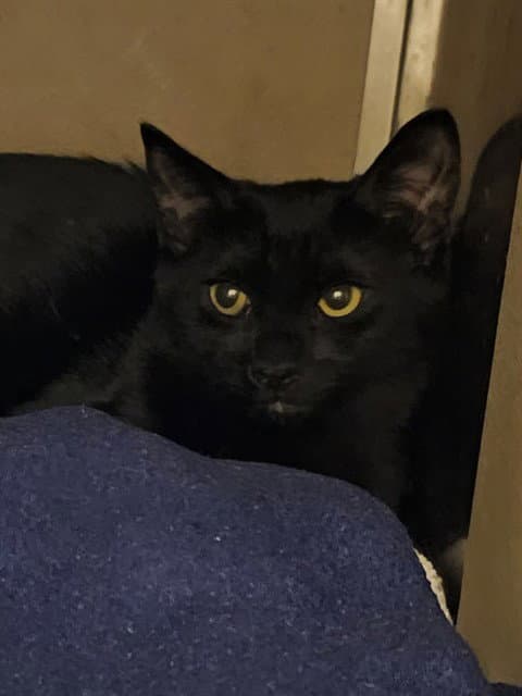 Rachie - Domestic Short Hair