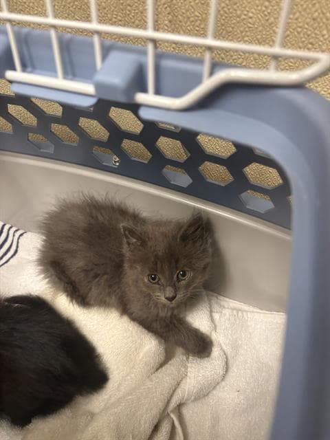 Jesse - Domestic Short Hair