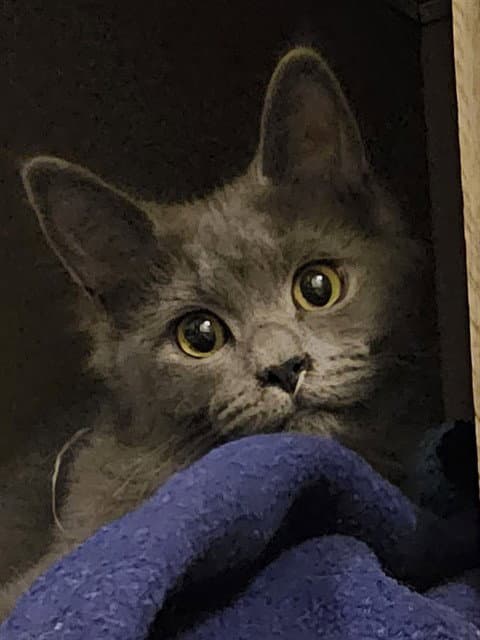 Jesse - Domestic Short Hair