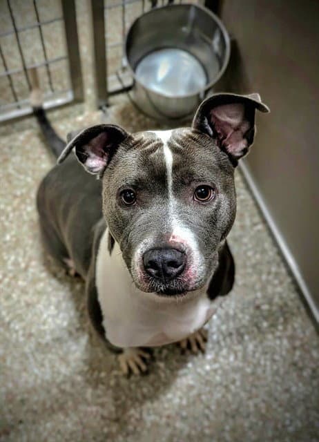 Deja Vu - Pit Bull Terrier