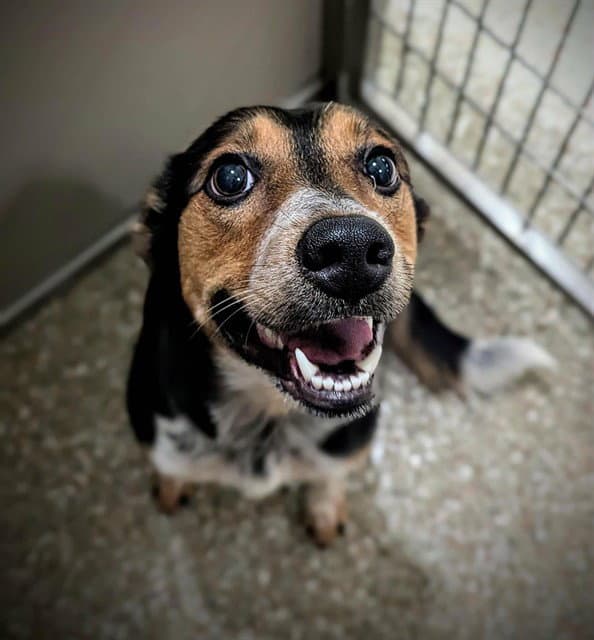 Dollip - Australian Cattle Dog/Blue Heeler