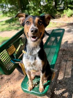 Dollip - Australian Cattle Dog/Blue Heeler
