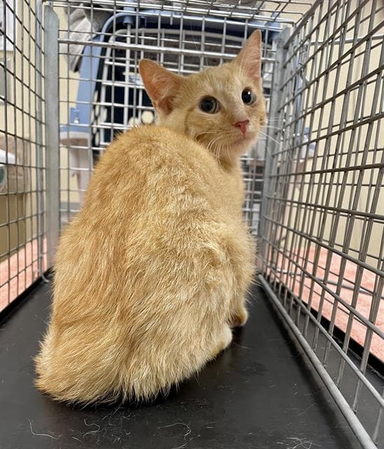 Oliver - Domestic Short Hair