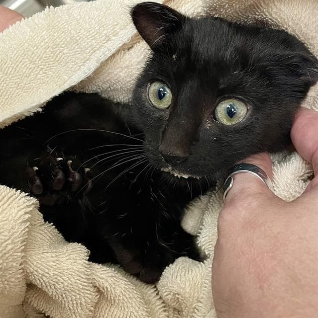 Feta - Domestic Short Hair