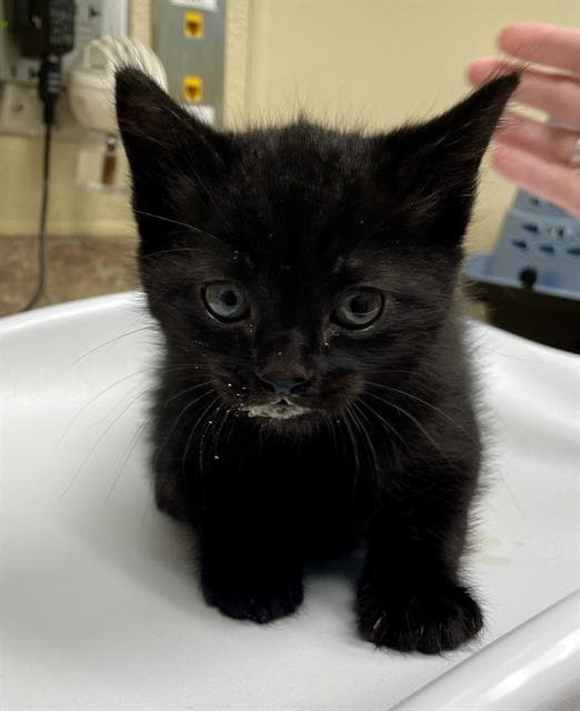 Tooter - Domestic Short Hair