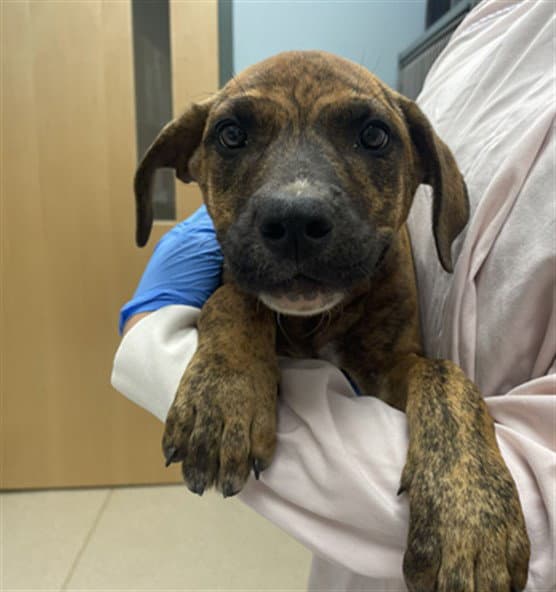 Bobbin - Mastiff