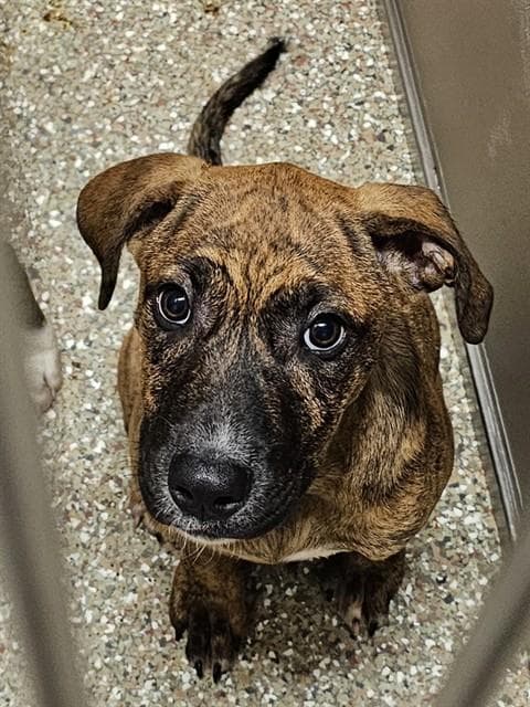 Bobbin - Mastiff
