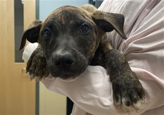 Thimble - Mastiff