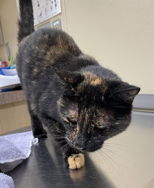 Peggy Sue - Domestic Short Hair