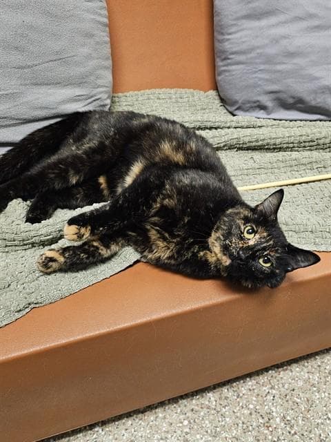 Peggy Sue - Domestic Short Hair