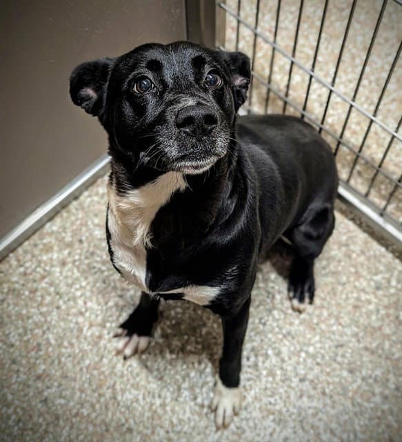Feebee - Labrador Retriever