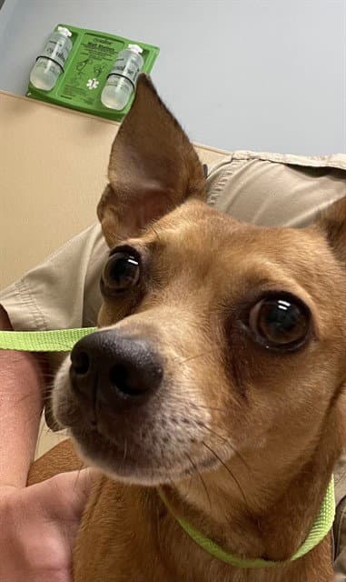 Pup - Chihuahua