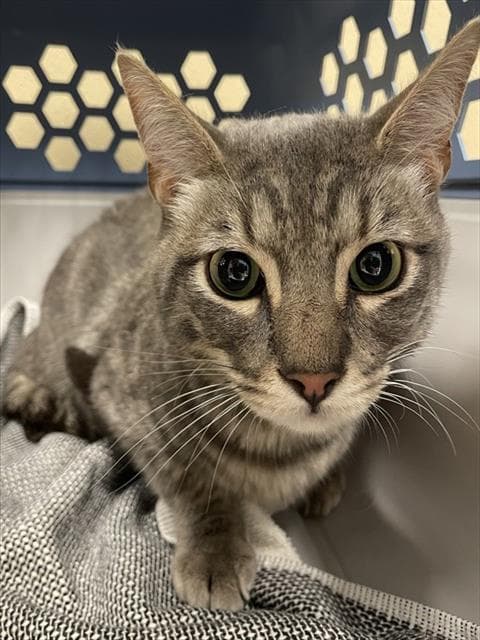 Ollie - Domestic Short Hair
