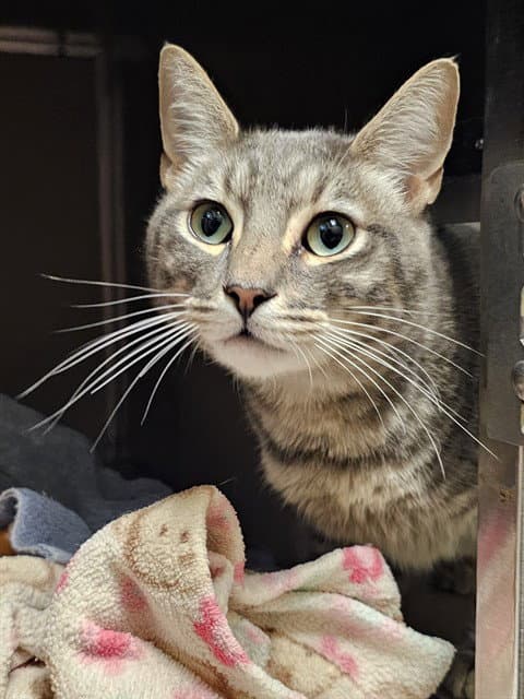 Ollie - Domestic Short Hair