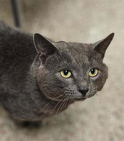Roger - Russian Blue