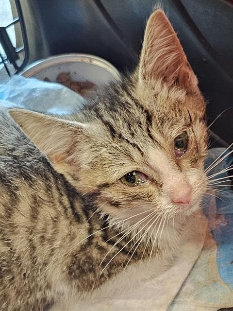 Jericha - Domestic Short Hair