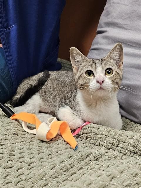 Jericha - Domestic Short Hair