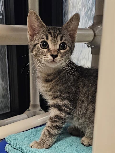 Scooter - Domestic Short Hair