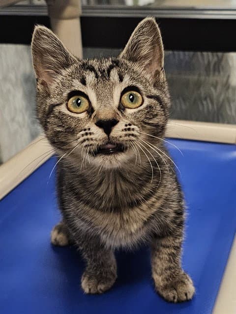 Cade - Domestic Short Hair