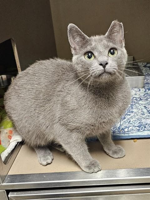 Azalea - Domestic Short Hair