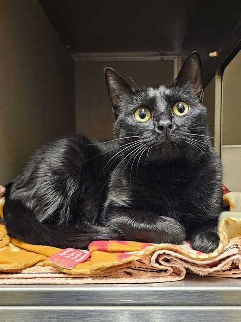 May - Domestic Short Hair