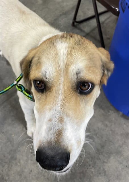 Leonard - English Coonhound