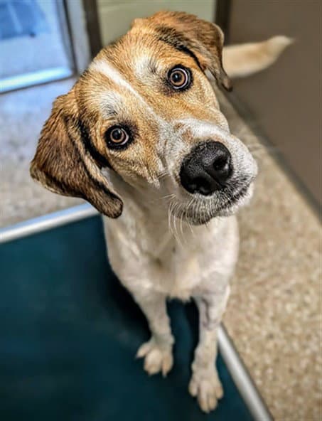 Leonard - English Coonhound