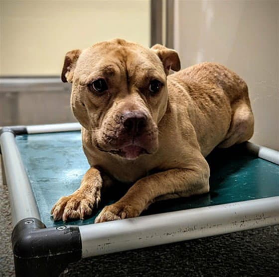 Lyn - American Pit Bull Terrier