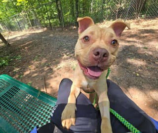 Lyn - American Pit Bull Terrier
