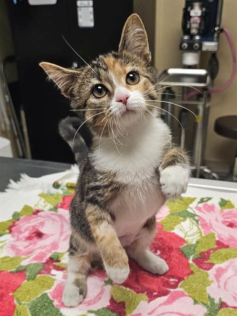 Della - Domestic Short Hair