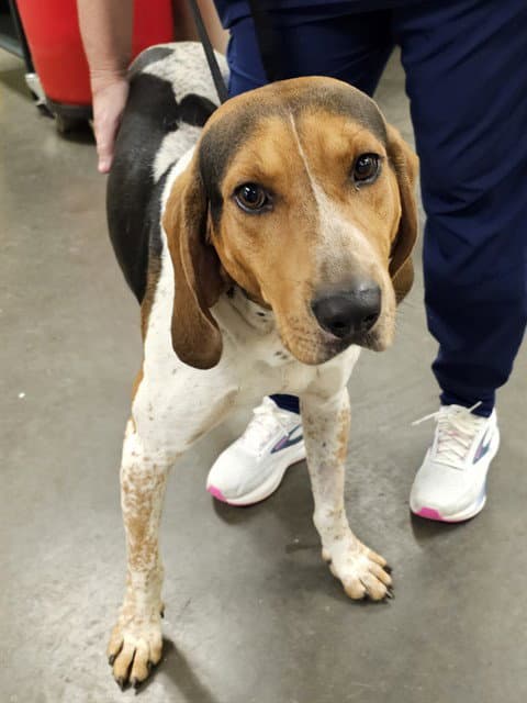 Barktholemew - Treeing Walker Coonhound