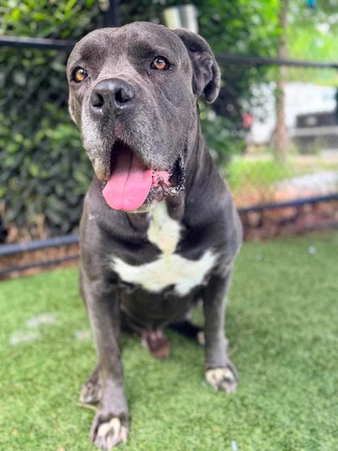 Saint - Cane Corso Mastiff