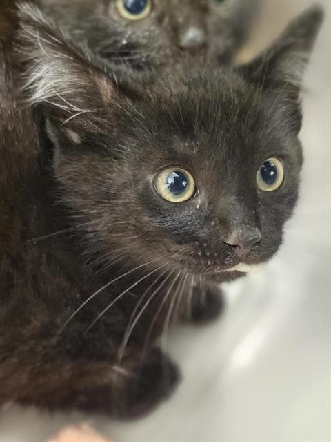 Freddie - Domestic Short Hair