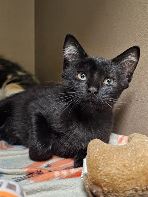 Freddie - Domestic Short Hair