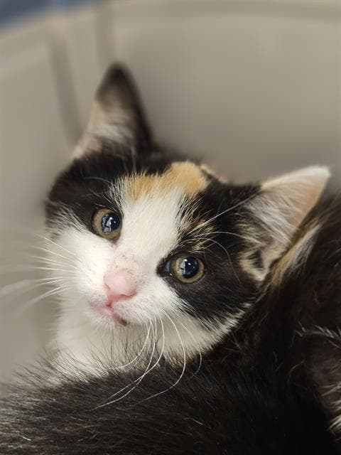 Nikki - Domestic Short Hair