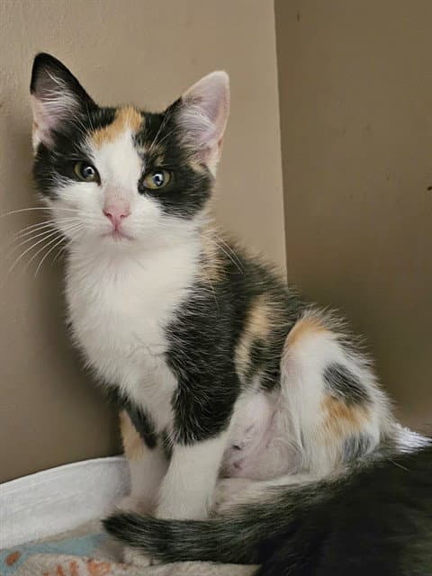 Nikki - Domestic Short Hair