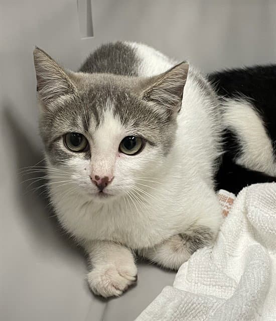 Mongoose - Domestic Short Hair