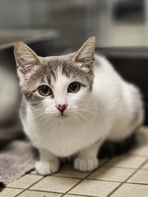 Mongoose - Domestic Short Hair