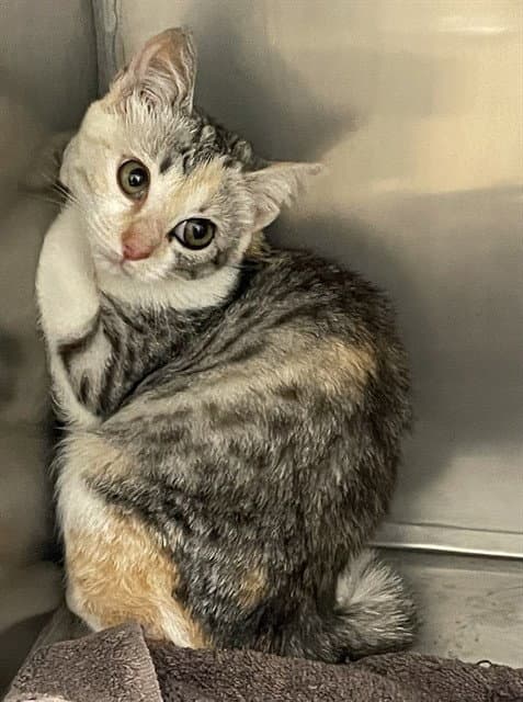 Weasel - Domestic Short Hair