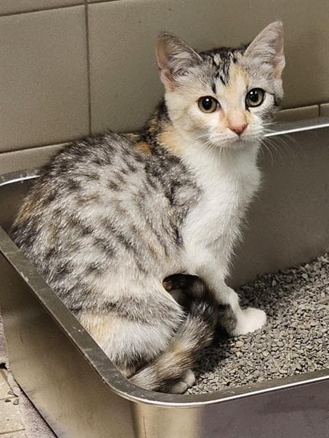 Weasel - Domestic Short Hair