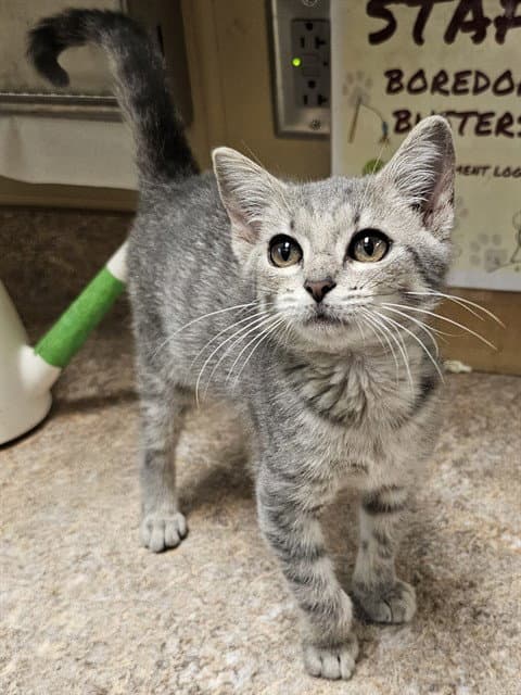 Barnsley
