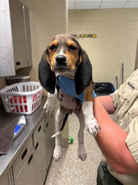 Star - Treeing Walker Coonhound