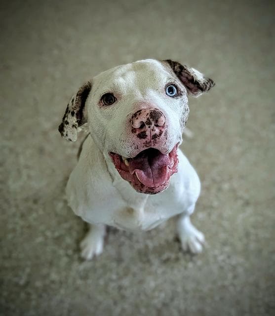 Rubix - American Bulldog